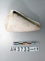 藏品(螺殼)的圖片